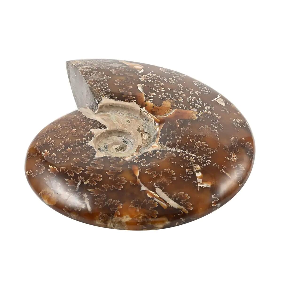 Whole Sutured Ammonite -L (Approx. 3225 ctw) image number 4