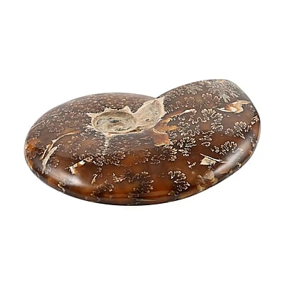 Whole Sutured Ammonite -L (Approx. 3225 ctw)