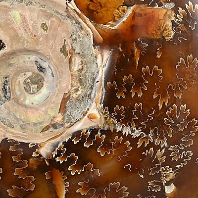 Whole Sutured Ammonite -L (Approx. 3225 ctw)