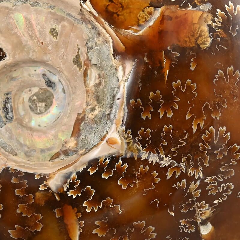 Whole Sutured Ammonite -L (Approx. 3225 ctw)