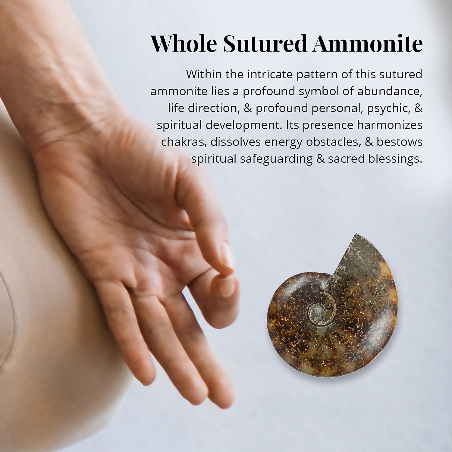 Whole Sutured Ammonite- XS 3-4 Approx. 1360ctw