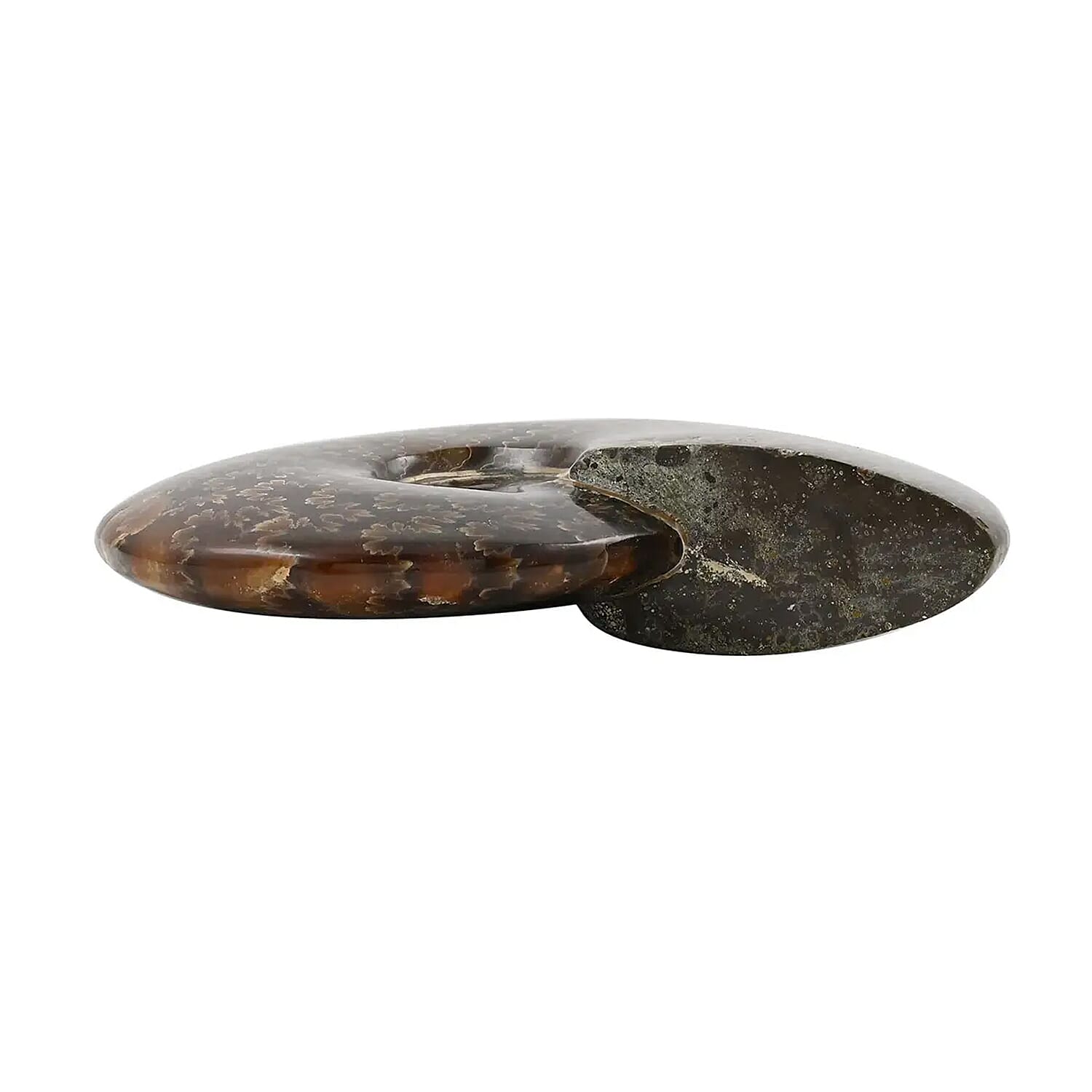 Whole Sutured Ammonite- XS 3-4 Approx. 1360ctw