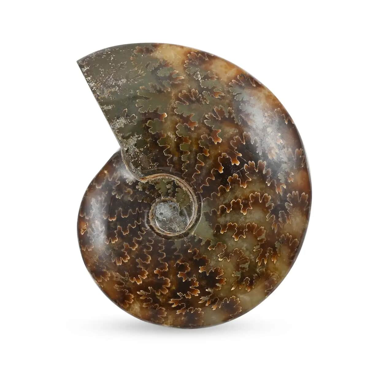 Whole Sutured Ammonite- XS 3-4 Approx. 1360ctw image number 6