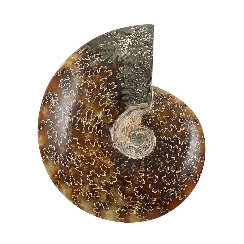 Whole Sutured Ammonite- M 4-5 Approx. 3010ctw