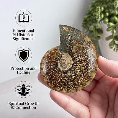 Whole Sutured Ammonite- M 4-5 Approx. 3010ctw