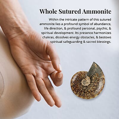 Whole Sutured Ammonite- M 4-5 Approx. 3010ctw