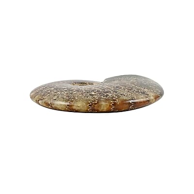 Whole Sutured Ammonite- M 4-5 Approx. 3010ctw
