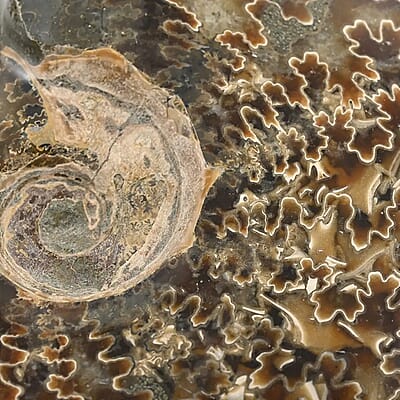 Whole Sutured Ammonite- M 4-5 Approx. 3010ctw