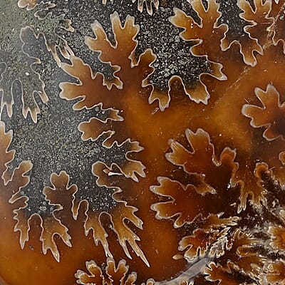 Whole Sutured Ammonite- M 4-5 Approx. 3010ctw