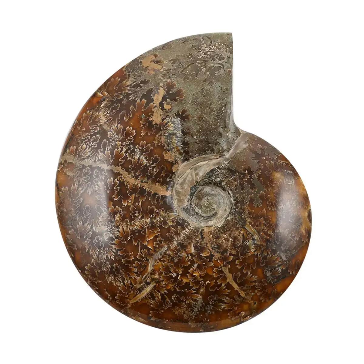 Whole Sutured Ammonite- M 6-7 Approx. 7257ctw image number 0