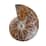 Whole Sutured Ammonite- S Approx. 2470ctw