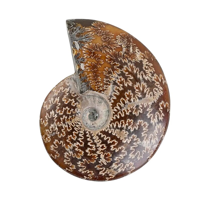 Whole Sutured Ammonite- L 9-10