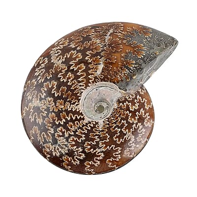 Whole Sutured Ammonite- L 9-10