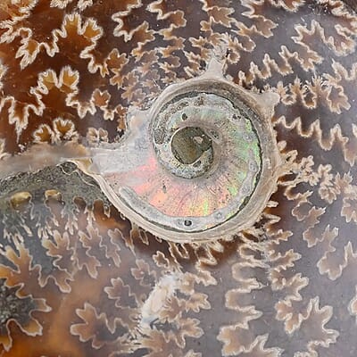 Whole Sutured Ammonite- L 9-10