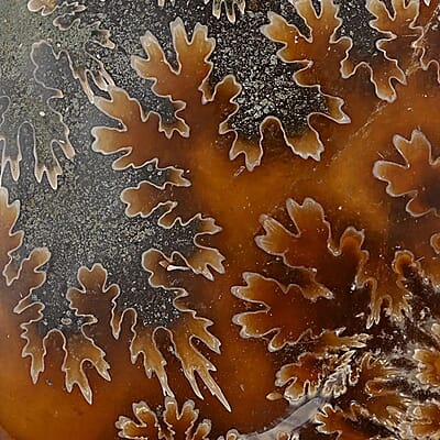 Whole Sutured Ammonite- L 9-10