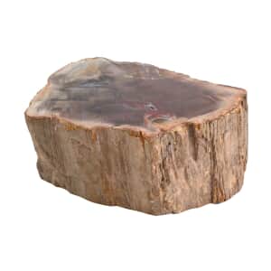 Wooden Home Decor Petrified Wood Branch- S (Approx. 2910ctw)