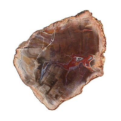 Wooden Home Decor Petrified Wood Branch- S (Approx. 2910ctw)