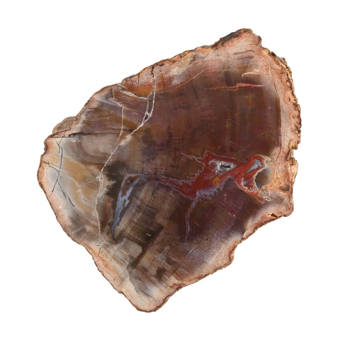 Petrified Wood Branches- S (Approx. 2910ctw) image number 1