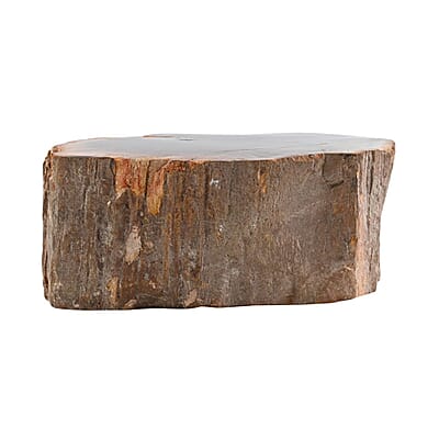 Wooden Home Decor Petrified Wood Branch- S (Approx. 2910ctw)