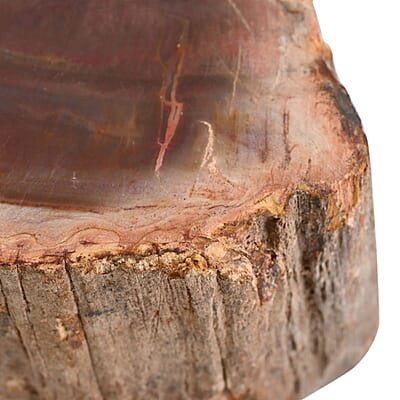 Wooden Home Decor Petrified Wood Branch- S (Approx. 2910ctw)