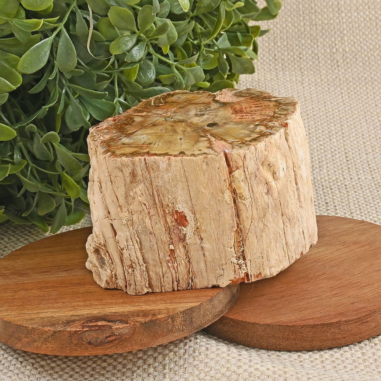 Petrified Wood Branches, Wooden Decorative Piece For Home Office Shop, Home Decor- M (Approx. 3602ctw)