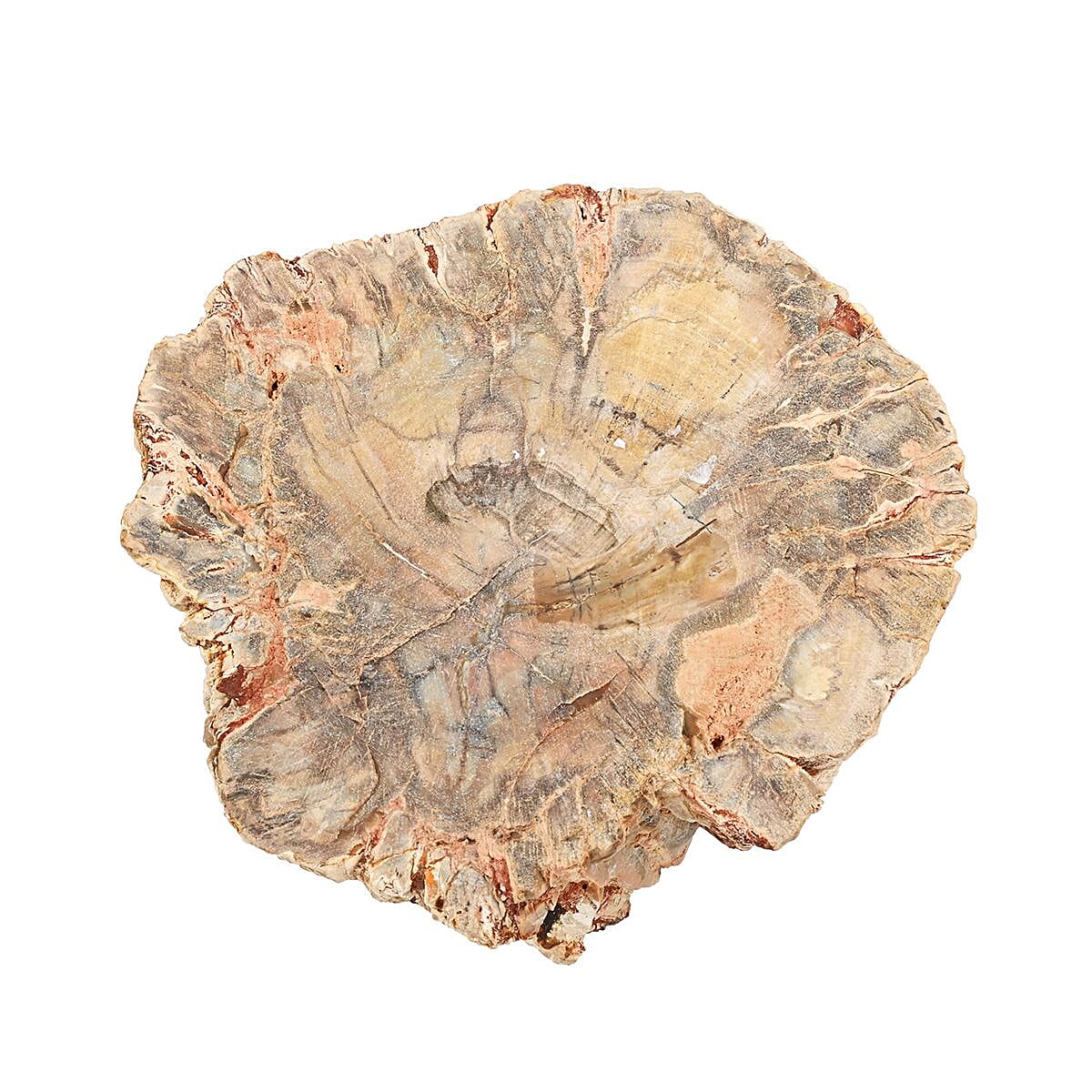 Petrified Wood Branches, Wooden Decorative Piece For Home Office Shop, Home Decor- M (Approx. 3602ctw)