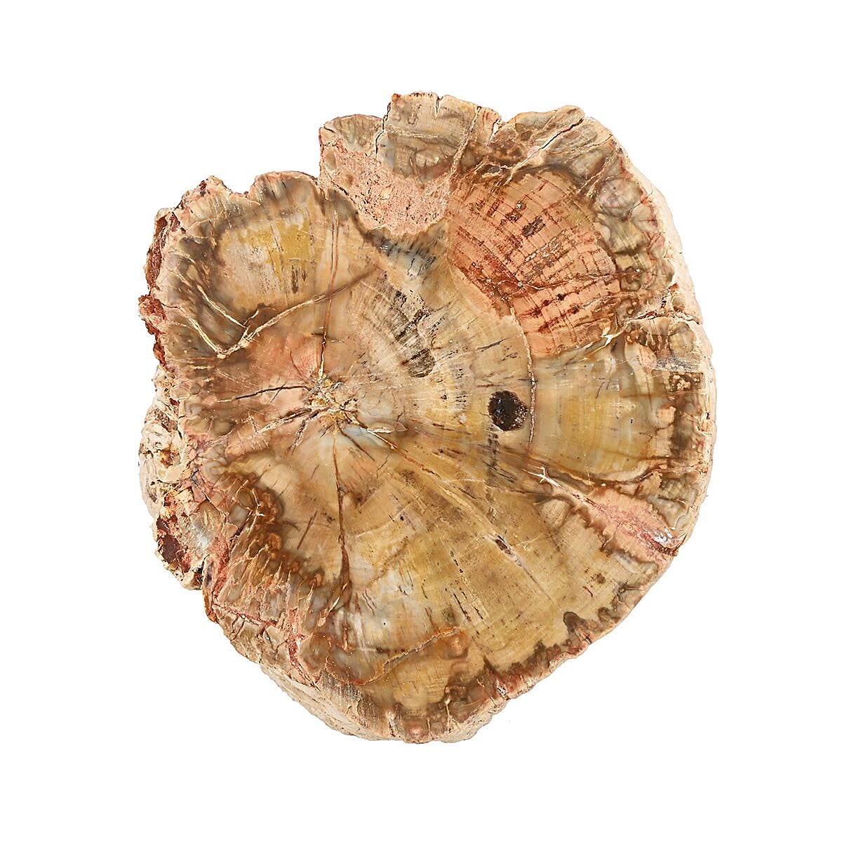 Petrified Wood Branches, Wooden Decorative Piece For Home Office Shop, Home Decor- M (Approx. 3602ctw)