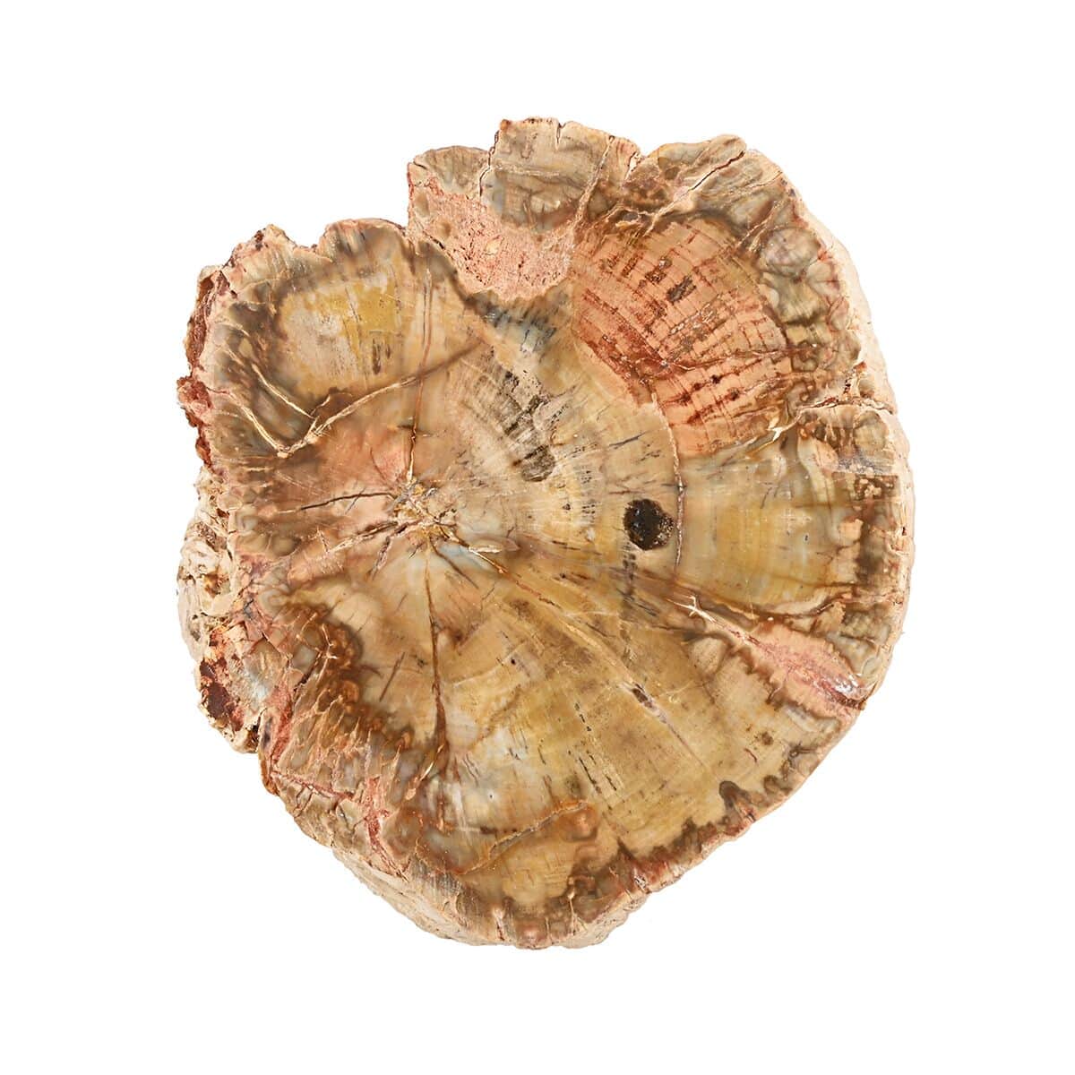 Petrified Wood Branches- M (Approx. 3602ctw) image number 4