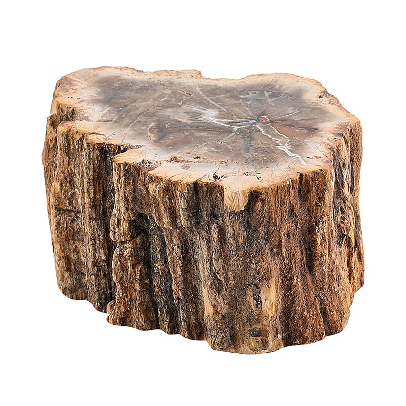 Petrified Wood Branches, Wooden Decorative Piece For Home Office Shop, Home Decor- L (Approx. 5860 ctw)