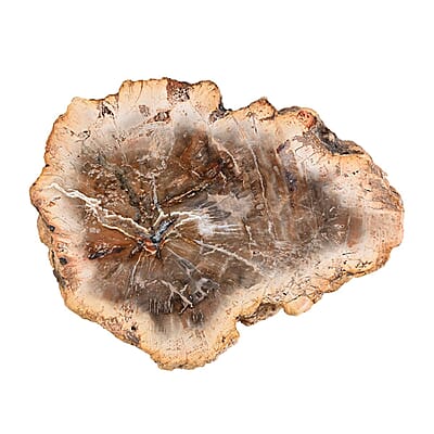 Petrified Wood Branches, Wooden Decorative Piece For Home Office Shop, Home Decor- L (Approx. 5860 ctw)