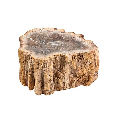 Petrified Wood Branches, Wooden Decorative Piece For Home Office Shop, Home Decor- L (Approx. 5860 ctw)