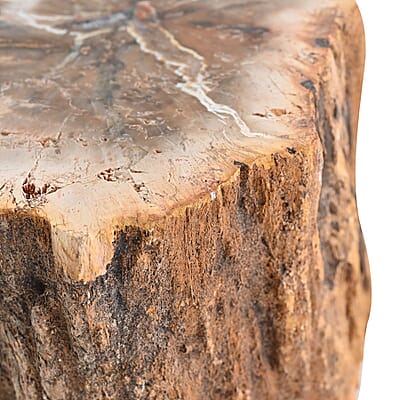 Petrified Wood Branches, Wooden Decorative Piece For Home Office Shop, Home Decor- L (Approx. 5860 ctw)