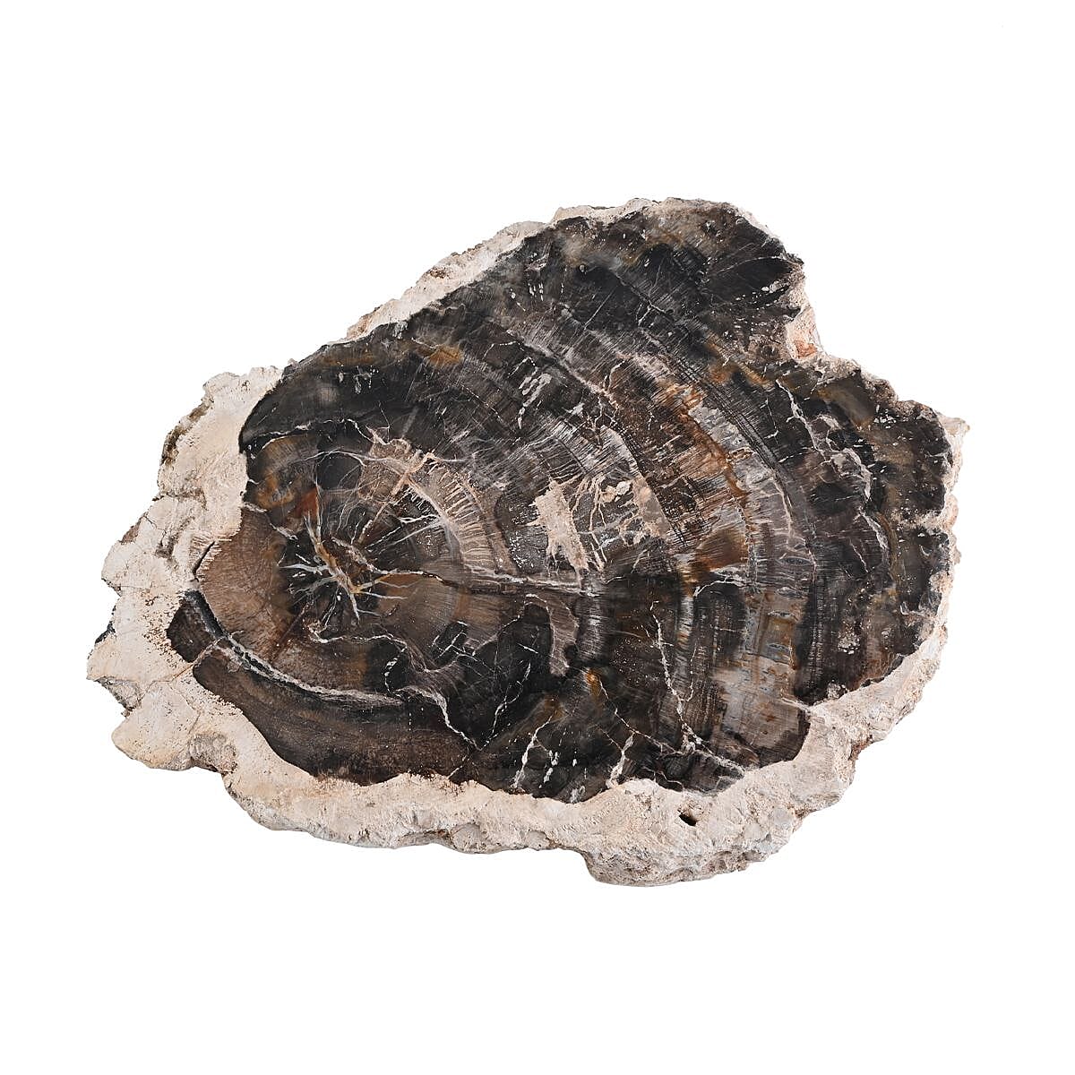 Petrified Wood Branches- S (Approx. 4899ctw) image number 1