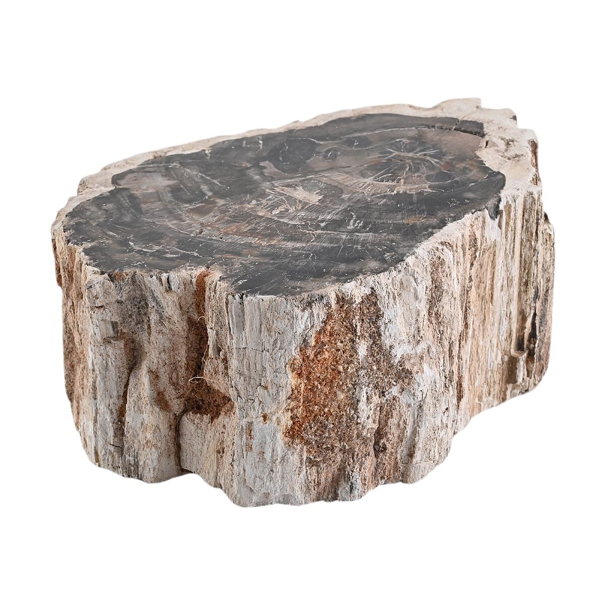 Petrified Wood Branches- S (Approx. 4899ctw) image number 3