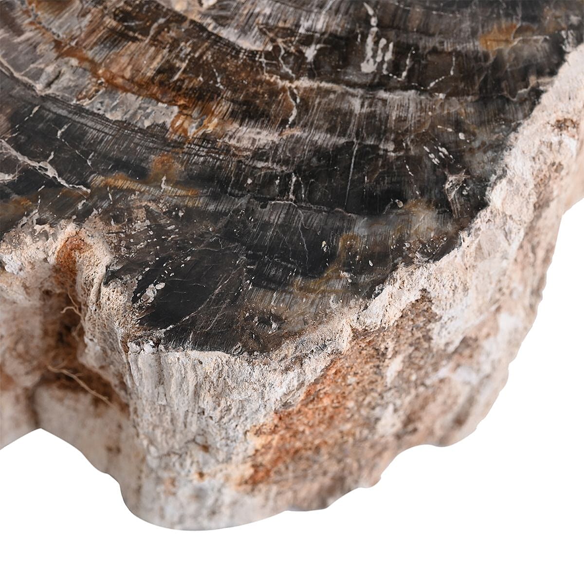 Petrified Wood Branches- S (Approx. 4899ctw) image number 4