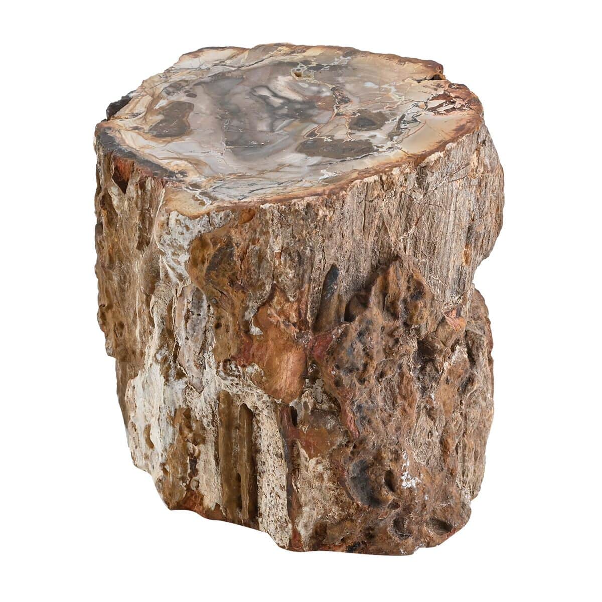 Petrified Wood Branches- S (Approx. 5216ctw) image number 0