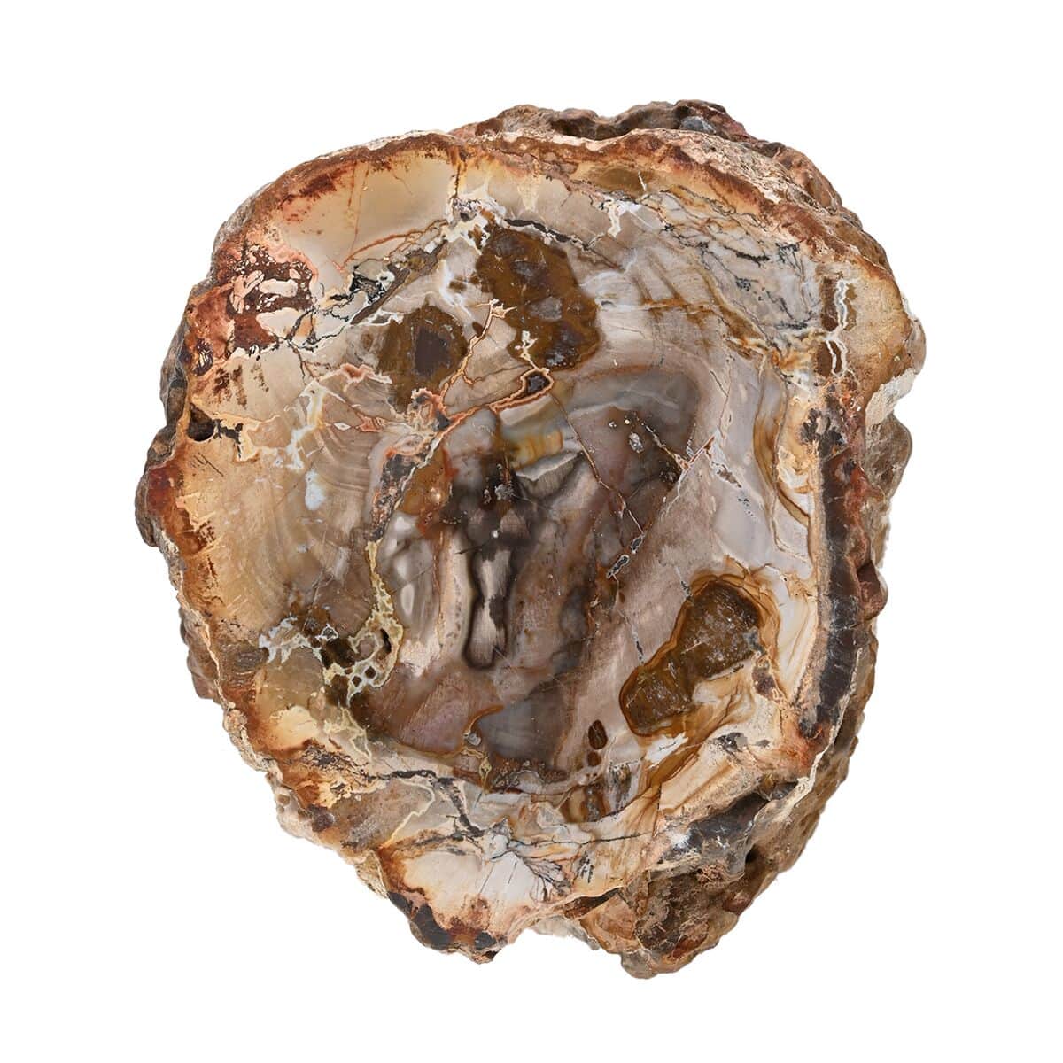 Petrified Wood Branches- S (Approx. 5216ctw) image number 1