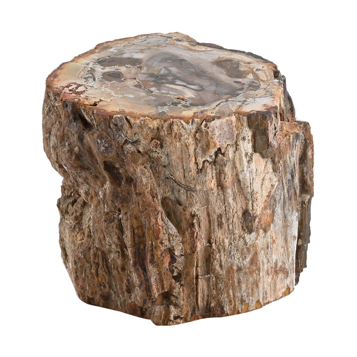 Petrified Wood Branches- S (Approx. 5216ctw) image number 3