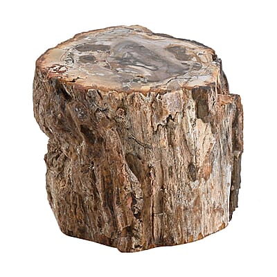 Petrified Wood Branches- S (Approx. 5216ctw)