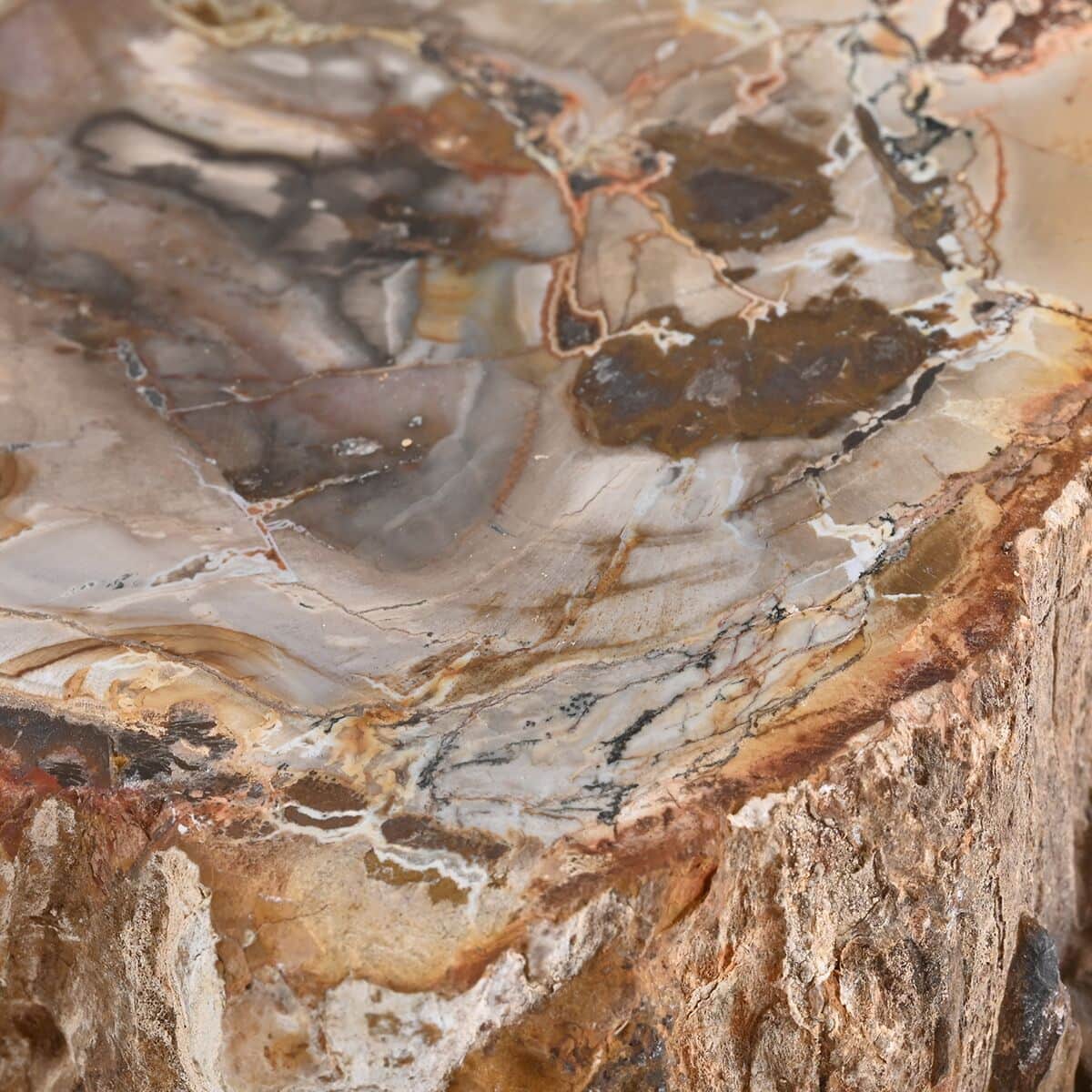 Petrified Wood Branches- S (Approx. 5216ctw) image number 4