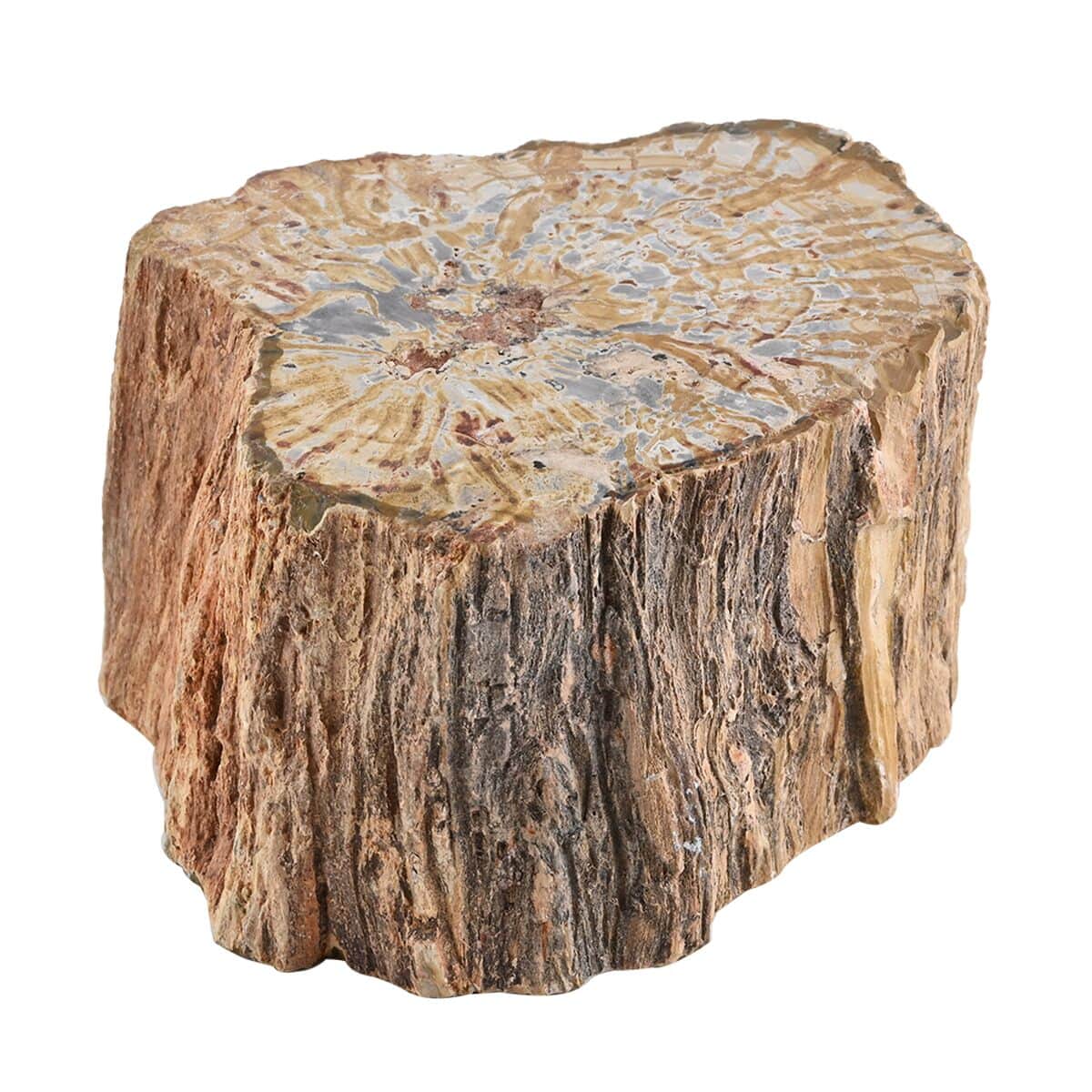 Wooden Home Decor Petrified Wood Branch- L (Approx. 7171ctw) image number 0