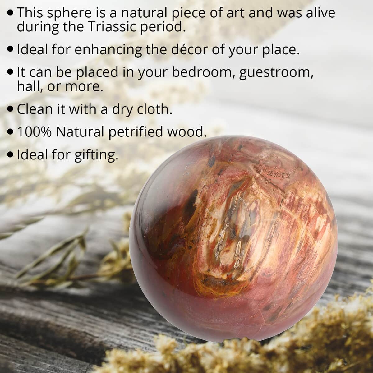 Petrified Wood Sphere 2-3 Inches -L (Approx. 8050 ctw) image number 1