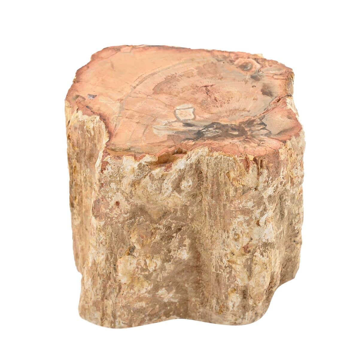 Petrified Wood Branches -S (Approx. 1305 ctw) image number 0