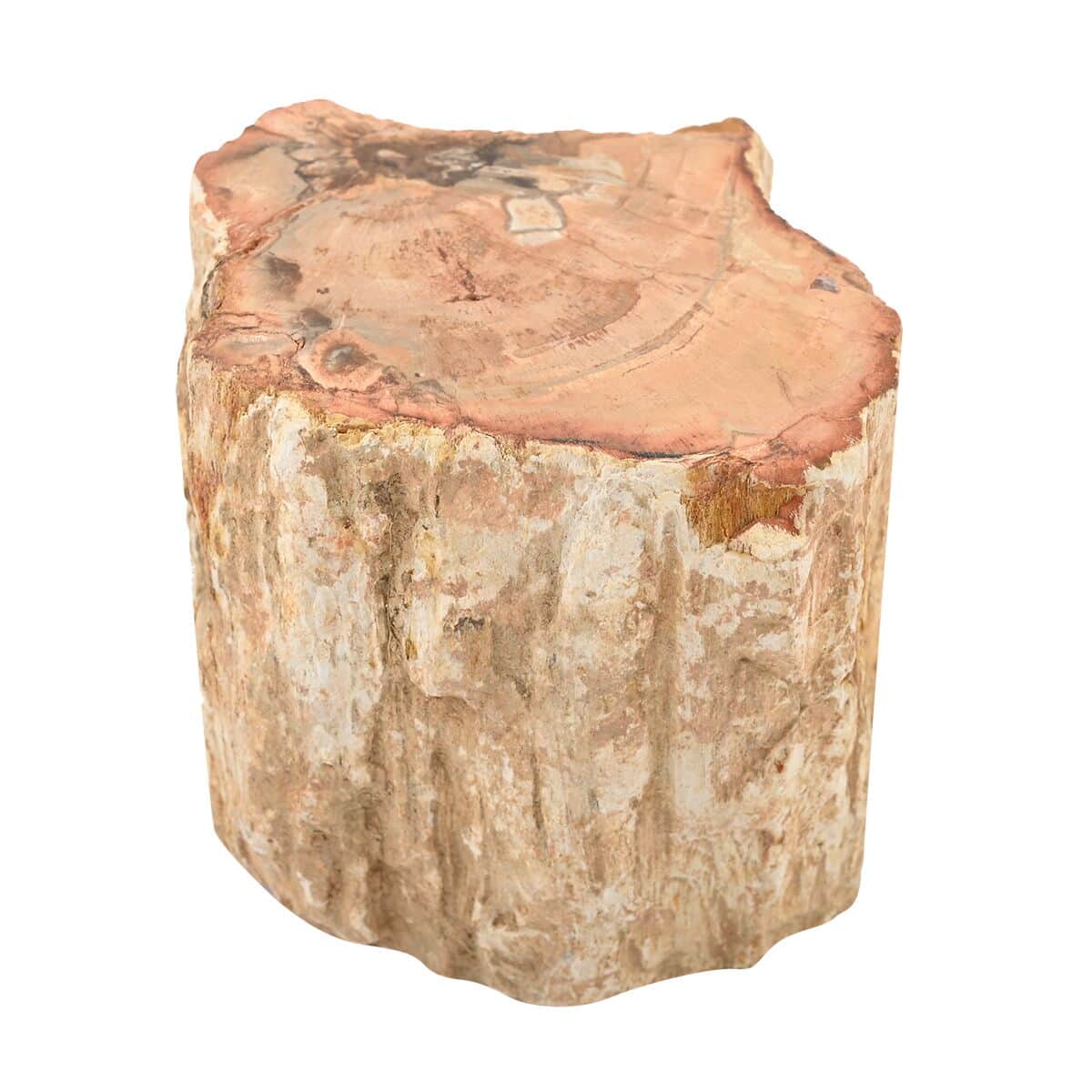 Petrified Wood Branches -S (Approx. 1305 ctw) image number 2