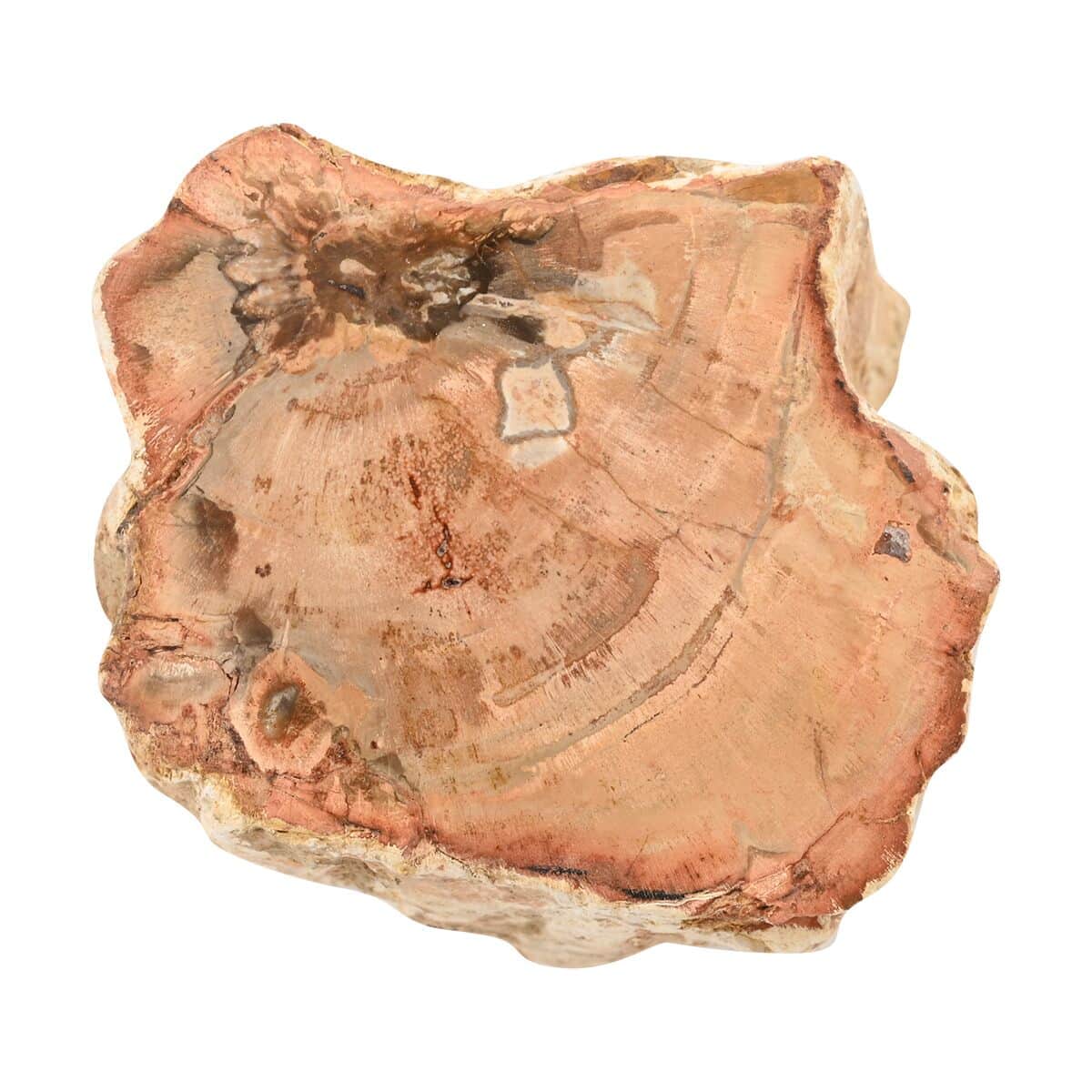 Petrified Wood Branches -S (Approx. 1305 ctw) image number 3