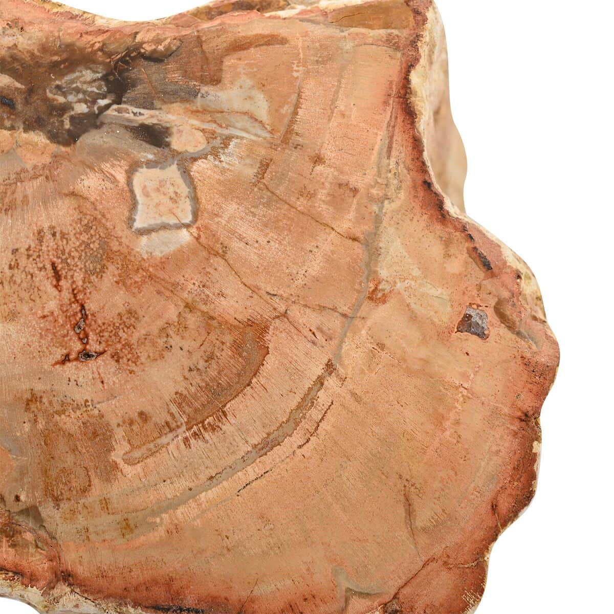 Petrified Wood Branches -S (Approx. 1305 ctw) image number 4