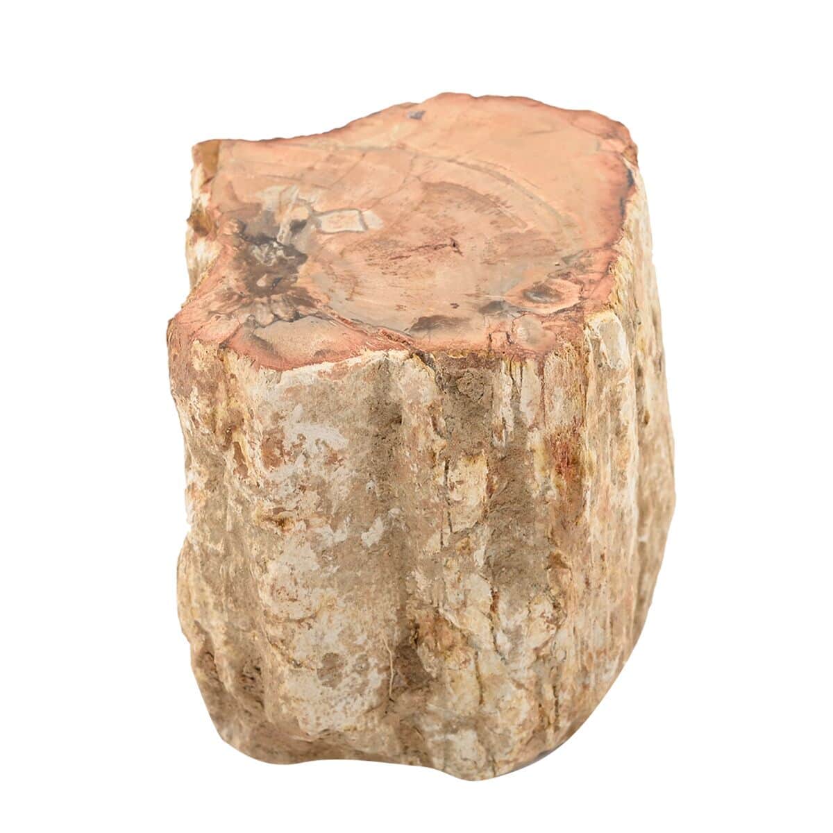 Petrified Wood Branches -S (Approx. 1305 ctw) image number 6