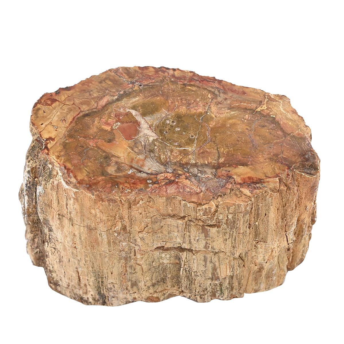 Petrified Wood Branches -M (Approx. 2395 ctw) image number 2