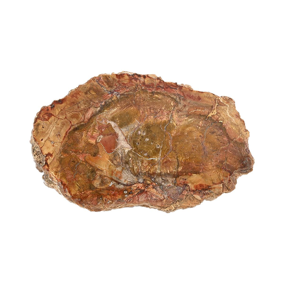 Petrified Wood Branches -M (Approx. 2395 ctw) image number 3
