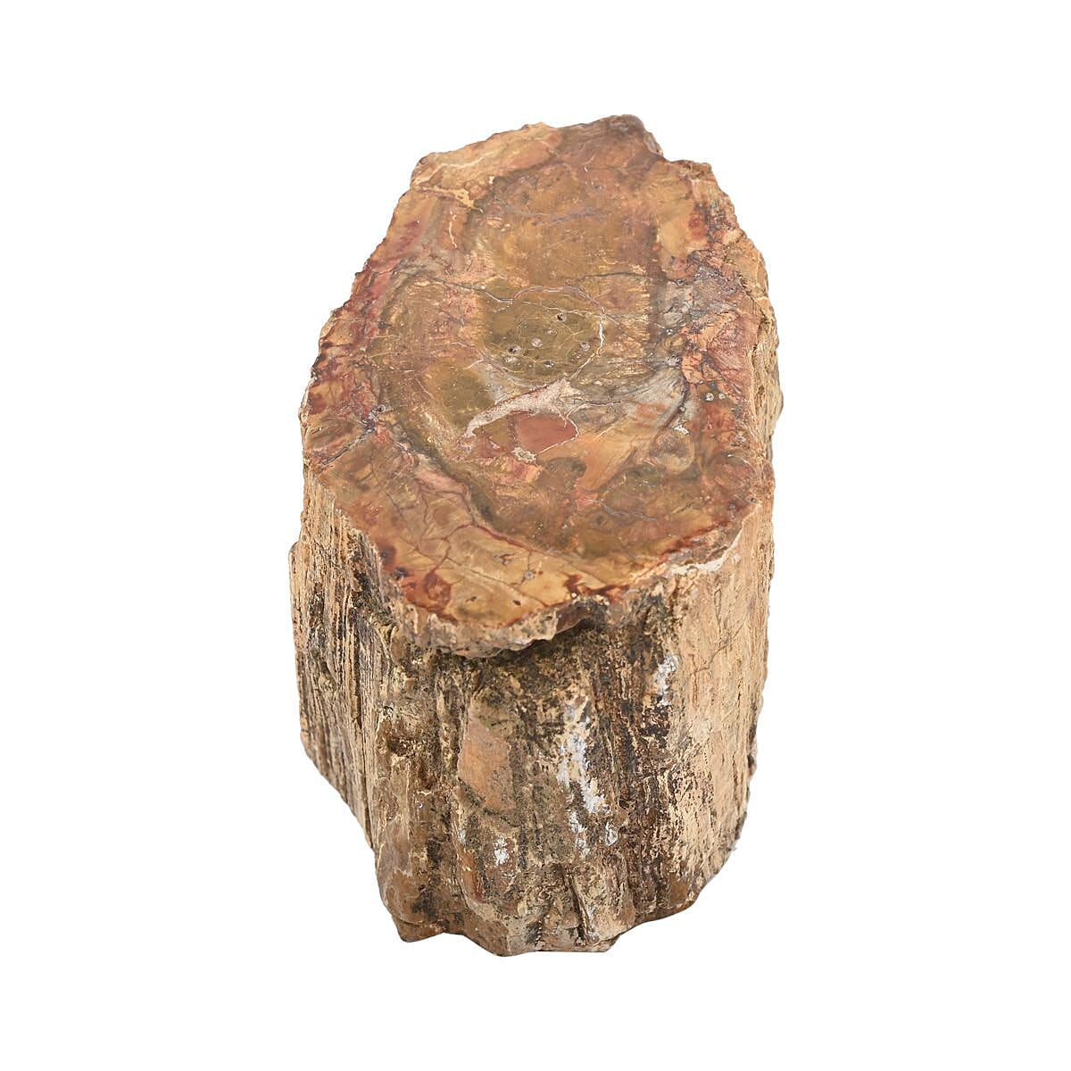Petrified Wood Branches -M (Approx. 2395 ctw) image number 5